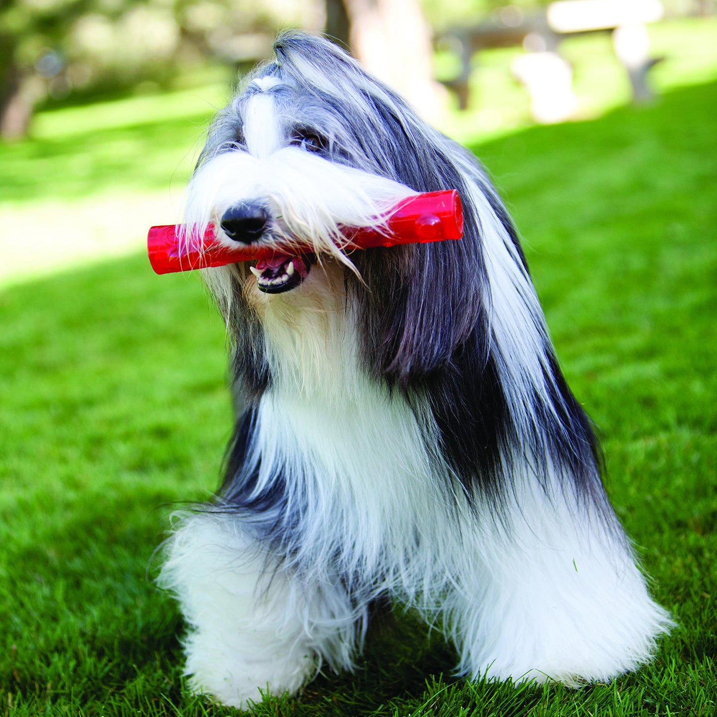 KONG Squeezz Ring Dog Toy, Large, Colors Vary