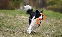 West Paw Zogoflex Bumi Interactive Tug of War Durable Dog Play Toy, 100% Guaranteed Tough, It Floats!, Made in USA, Large, Tangerine