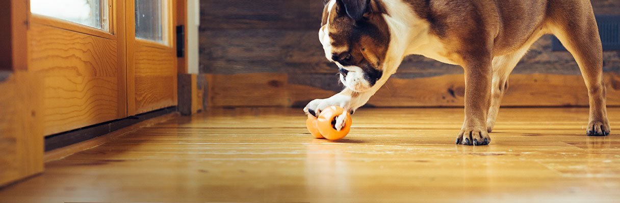 West Paw Zogoflex Qwizl Dog Puzzle Treat Toy Interactive Chew Toy for Dogs Dispenses Pet Treats Brightly-Colored Dog Puzzles for Aggressive Chewers, Fetch, Catch, Non-Toxic Small 5.5 inch , Tangerine