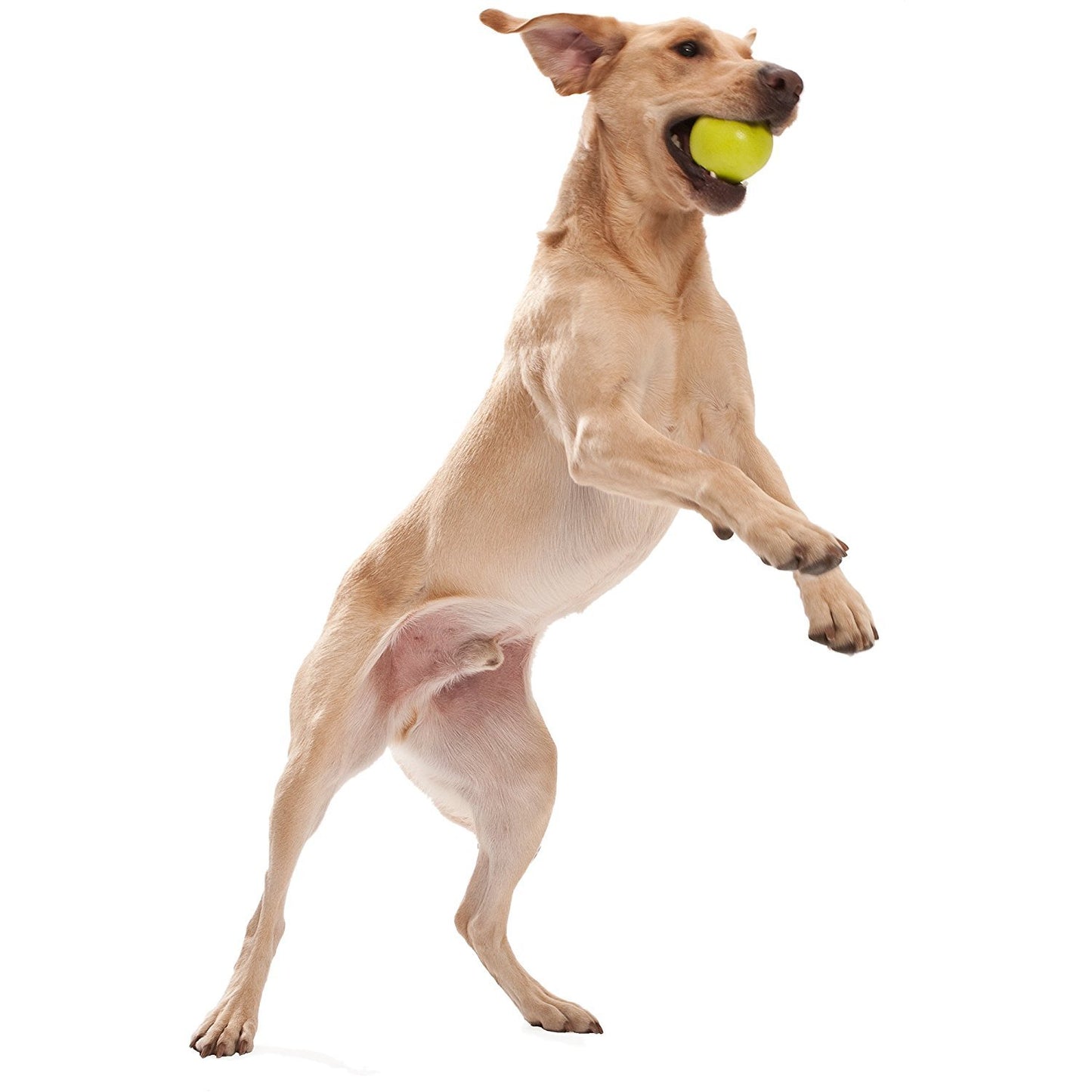 West Paw Zogoflex Jive Durable Nearly Indestructible Dog Ball Chew-Fetch-Play Dog Toy, 100% Guaranteed Tough, It Floats!, Made in USA, Large 3-1/4-Inch, Tangerine