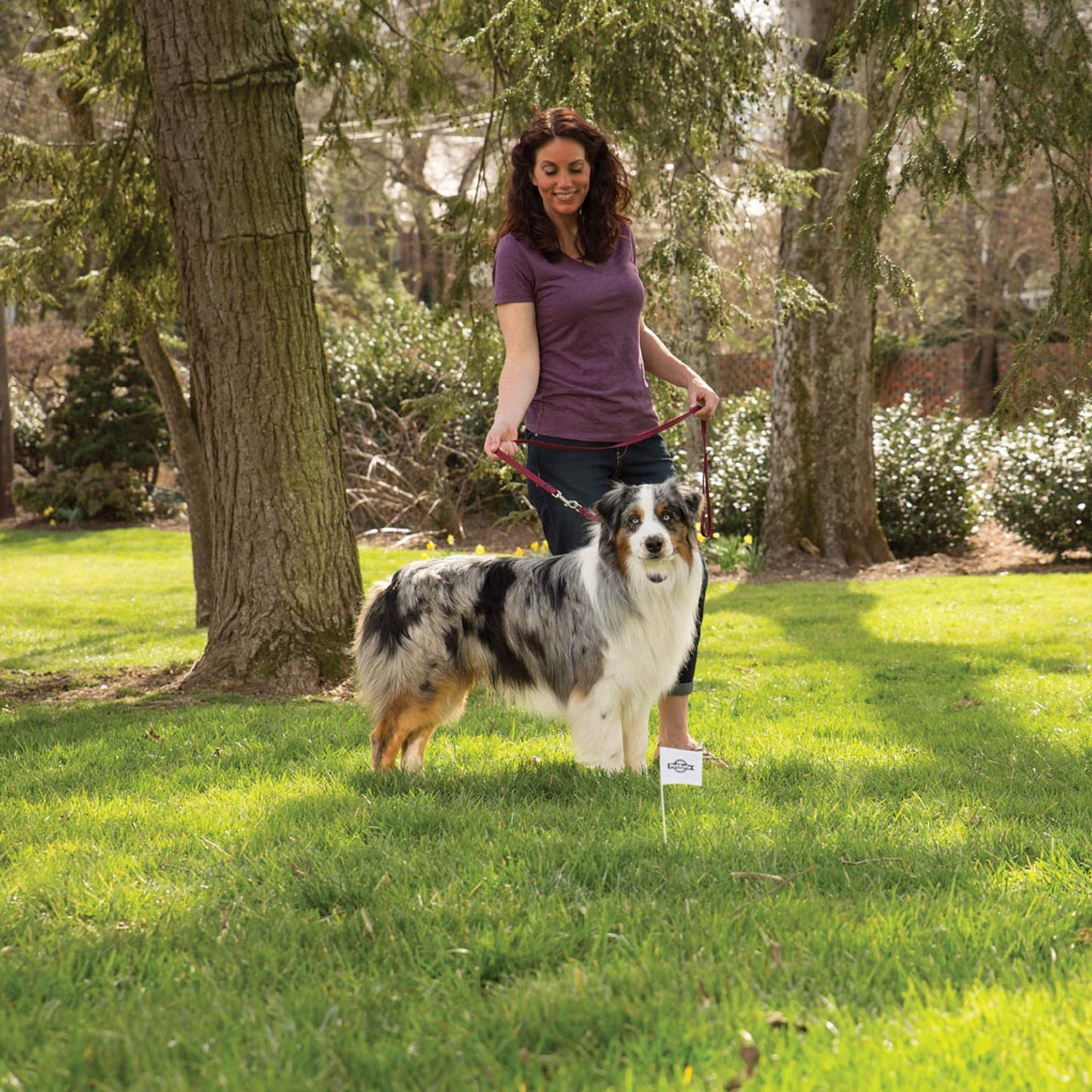 PetSafe Stay and Play Wireless Pet Fence for Stubborn Dogs from The Parent Company of Invisible Fence Brand Above Ground Electric Pet Fence with Waterproof and Rechargeable Training Collar